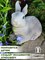 Фигура садовая Кролик серый, символ года HITSAD U09089-Gray - фото 66964