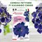 Петуния ампельная семена, Калиффо синяя многоцветковая, Гавриш, 7шт F0000030915 - фото 68828